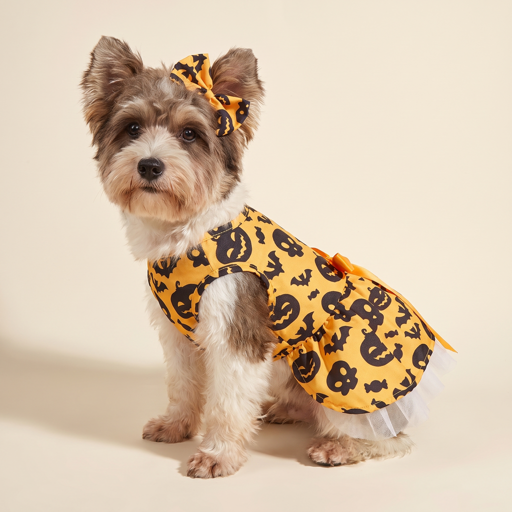 Robe citrouille chien - pose assise